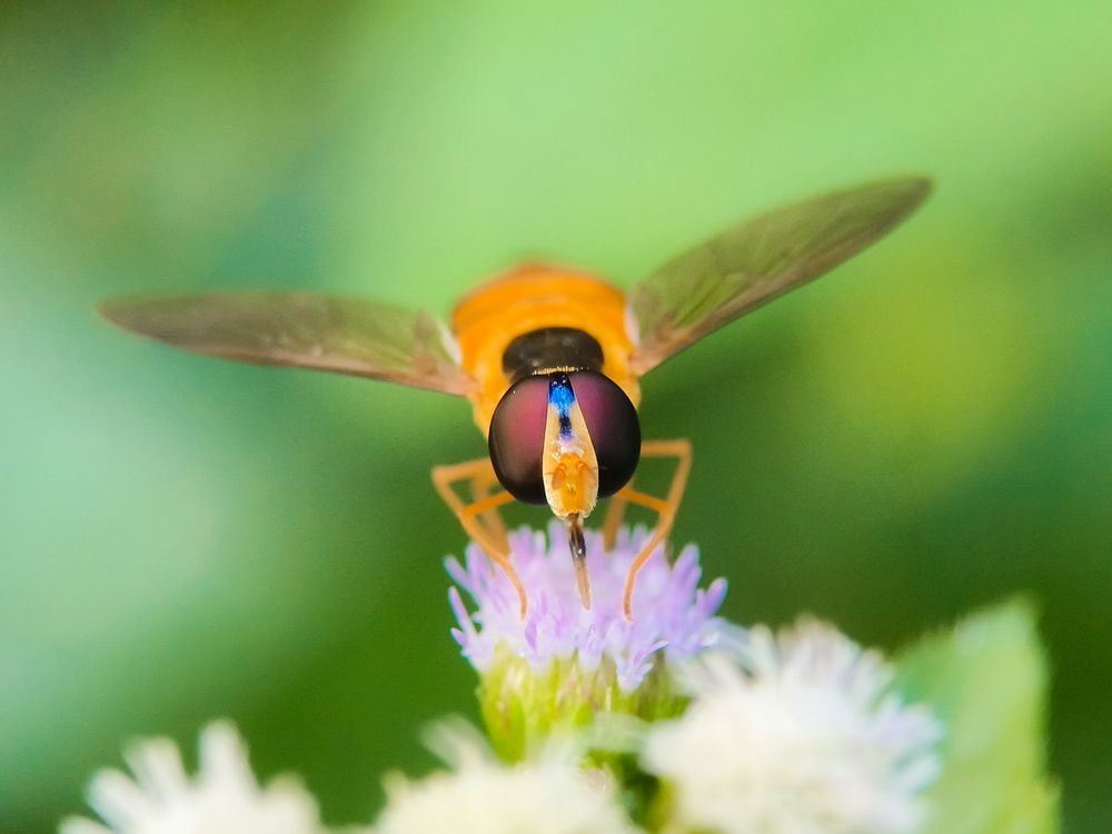 Photograph by Mohd Hasri