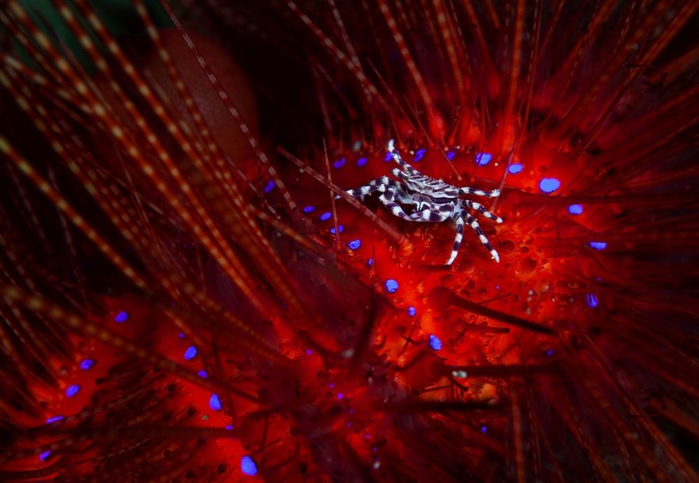Фотография автора Андрей Нарчук