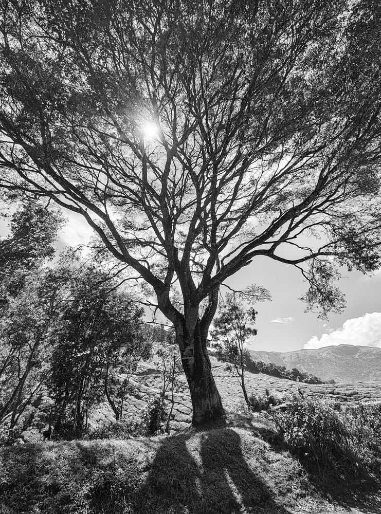 Photograph by GOVIND VISWANATH