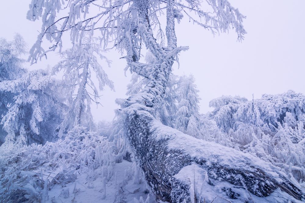 Photograph by Lukas Kulla