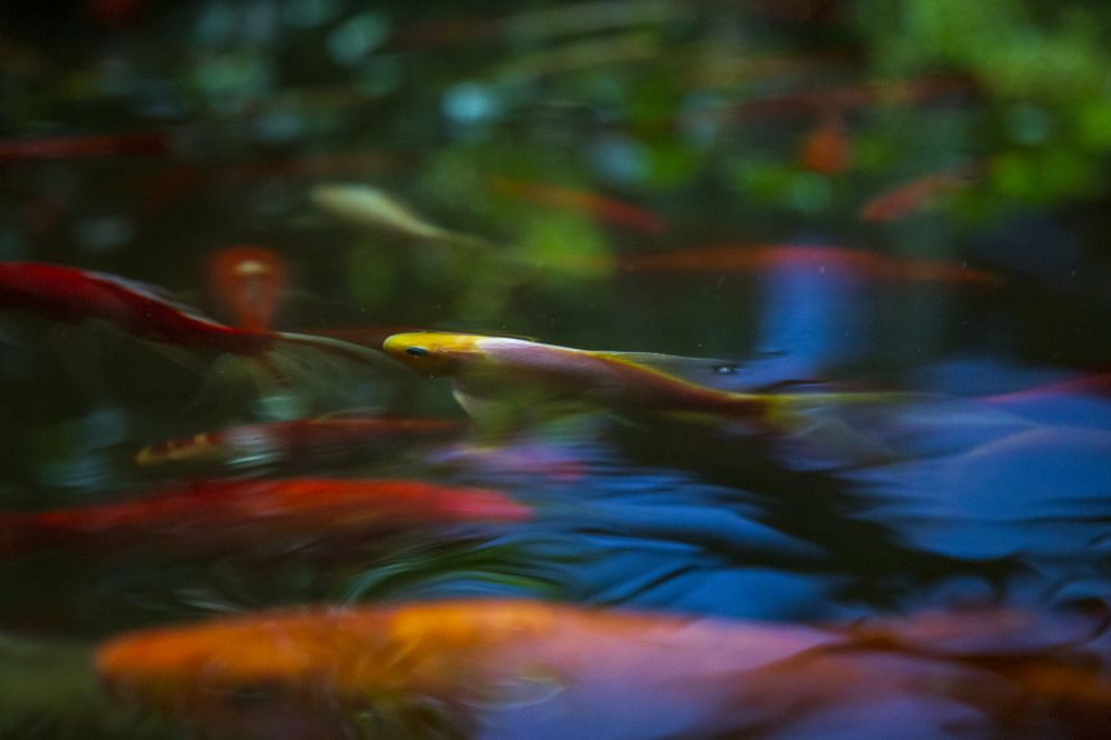 Фотография автора Полина Жаринова