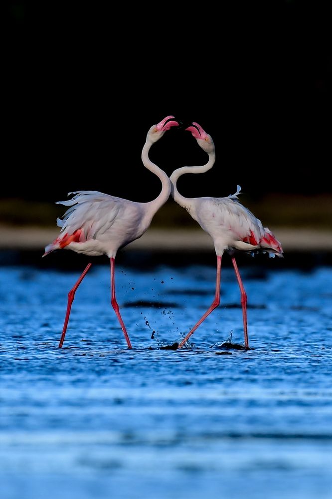 Photograph by Rajiv Basu