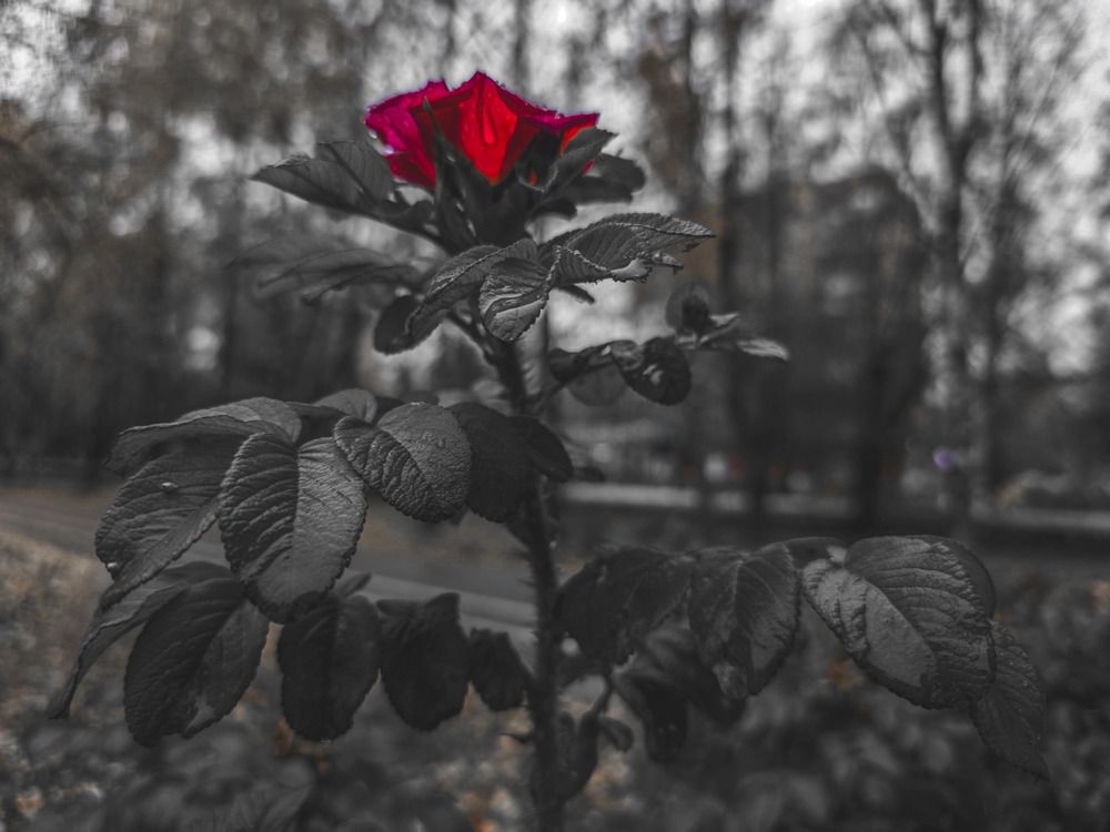 Photograph by Кирилл Сидоров