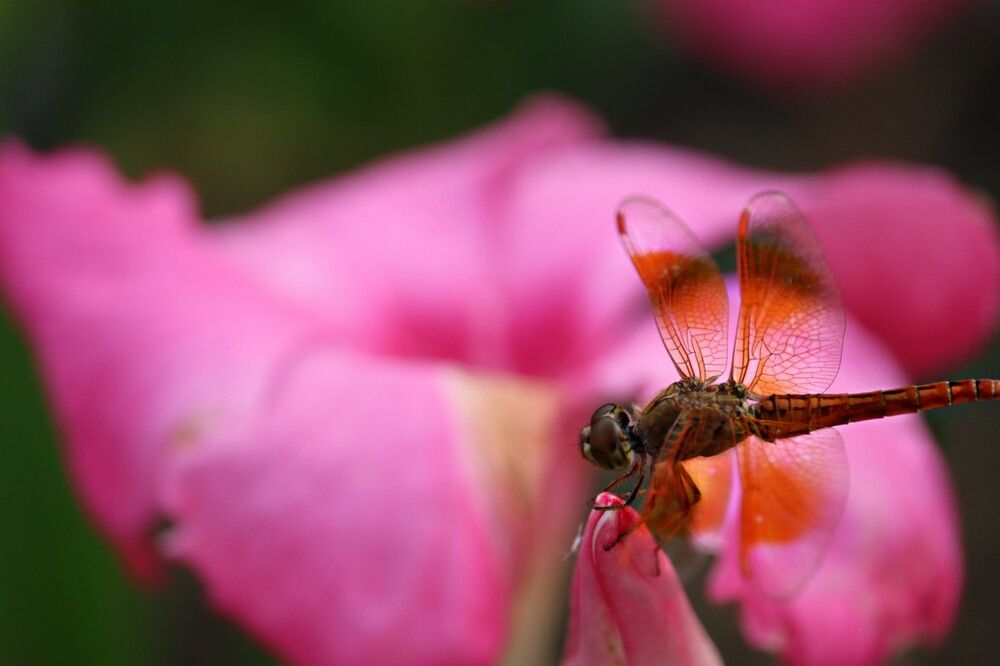 Photograph by Yukta Rai