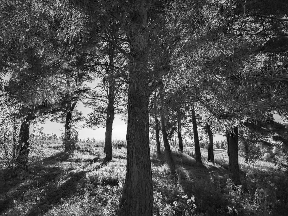 Photograph by Кирилл Сидоров