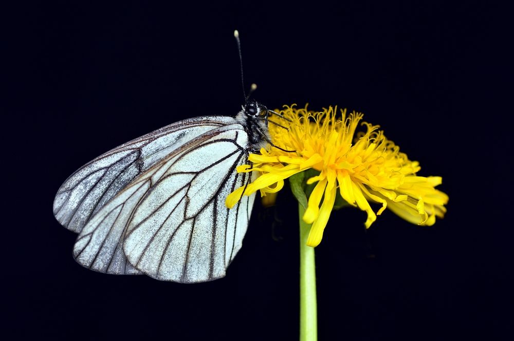 Боярышница на Одуванчике