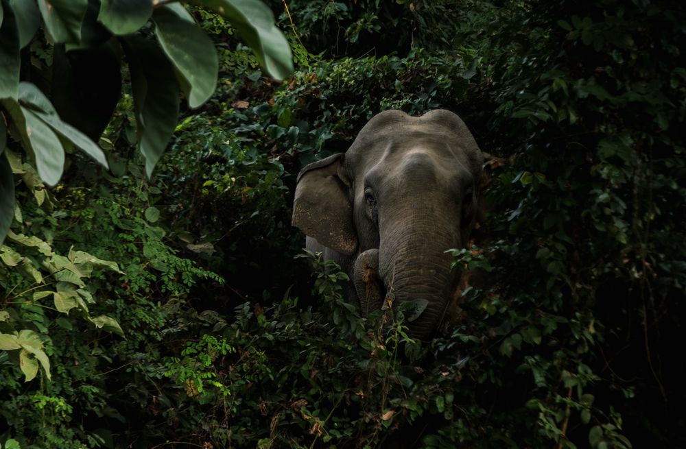 Photograph by Mehedi Hasan Shawan