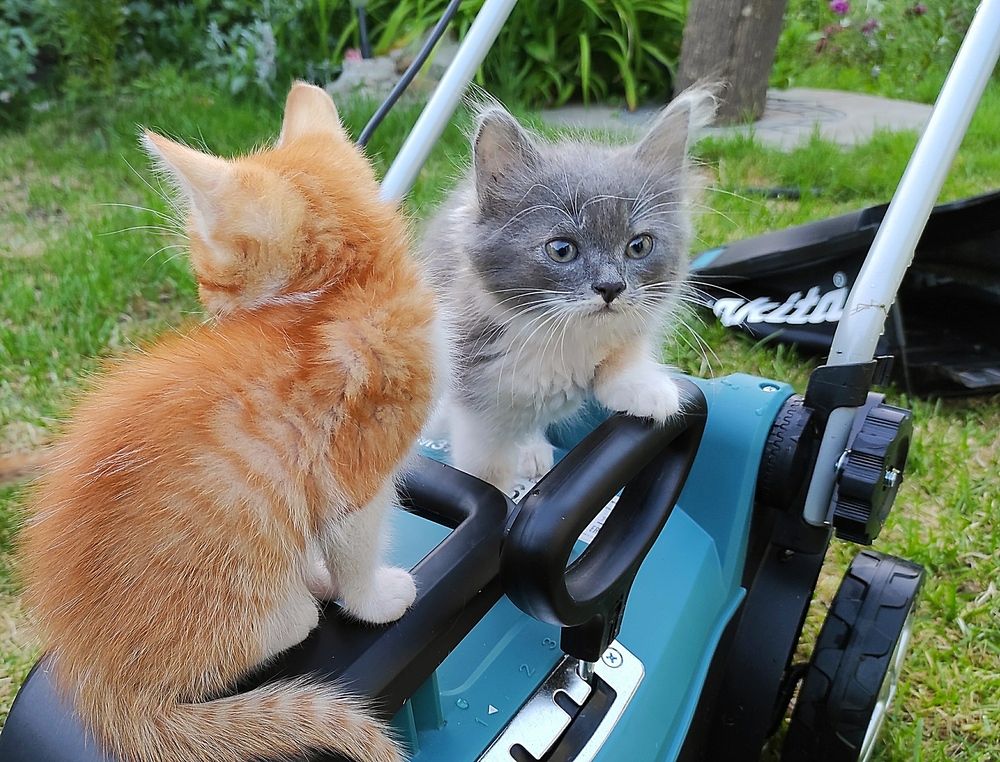 Любознательные