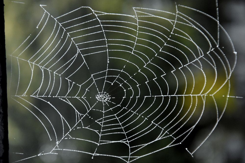 Photograph by Dimon Grinih