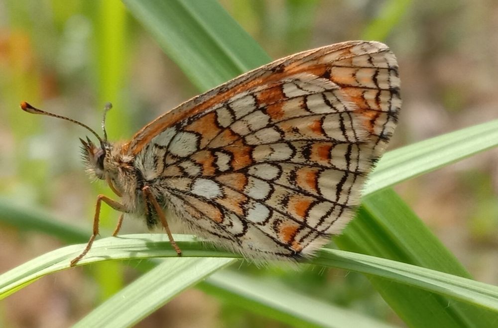 Бабочка Шашечница