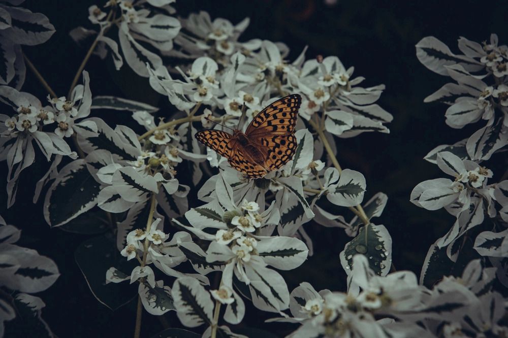 Photograph by Антон Курдюмов