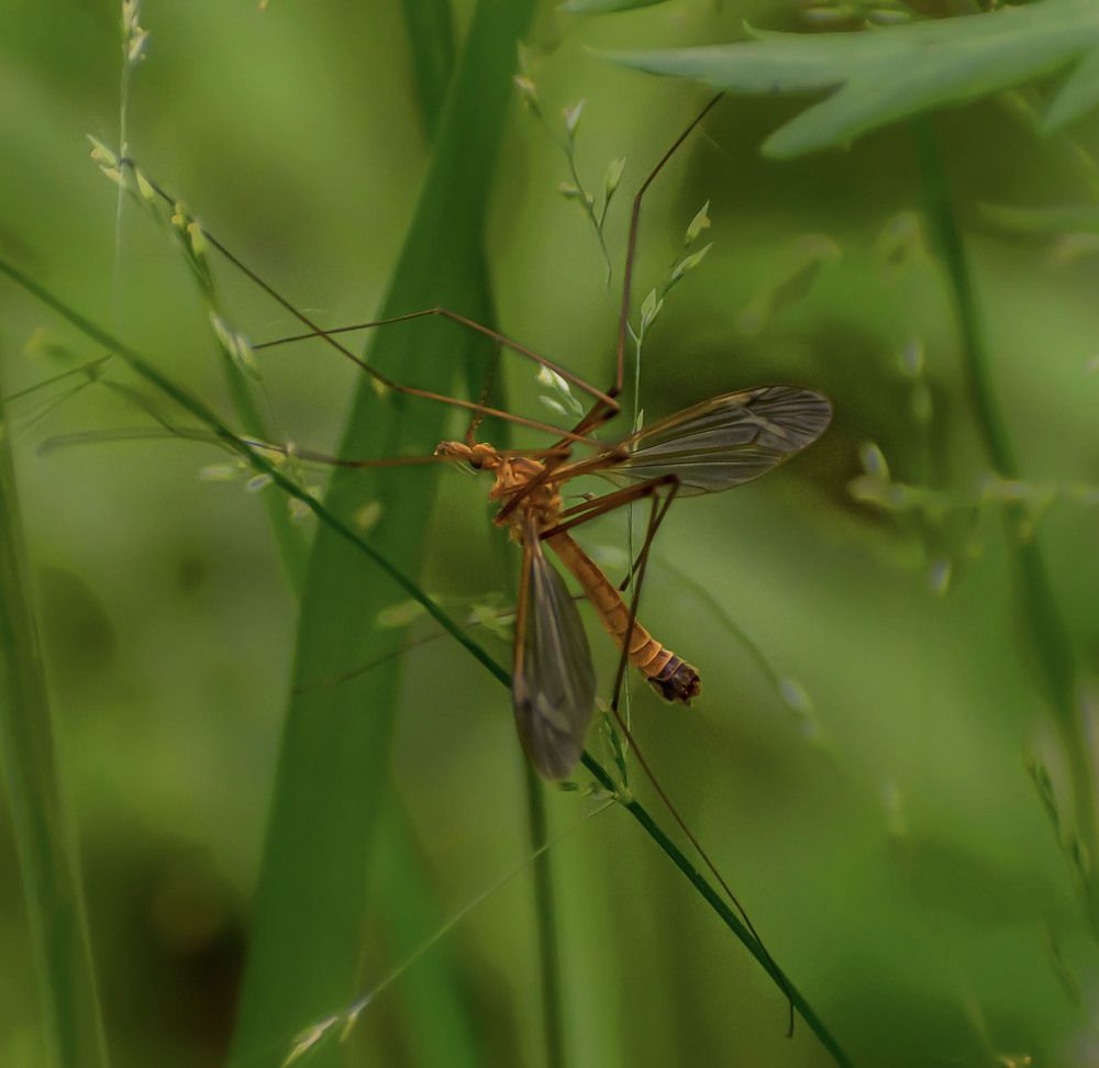 Вредная долгоножка