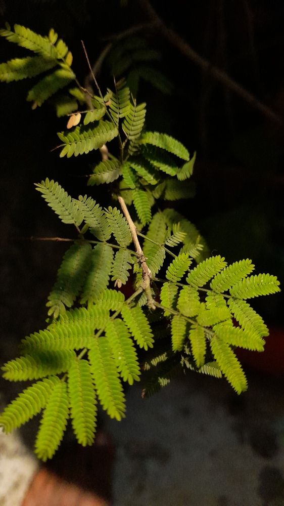Plant