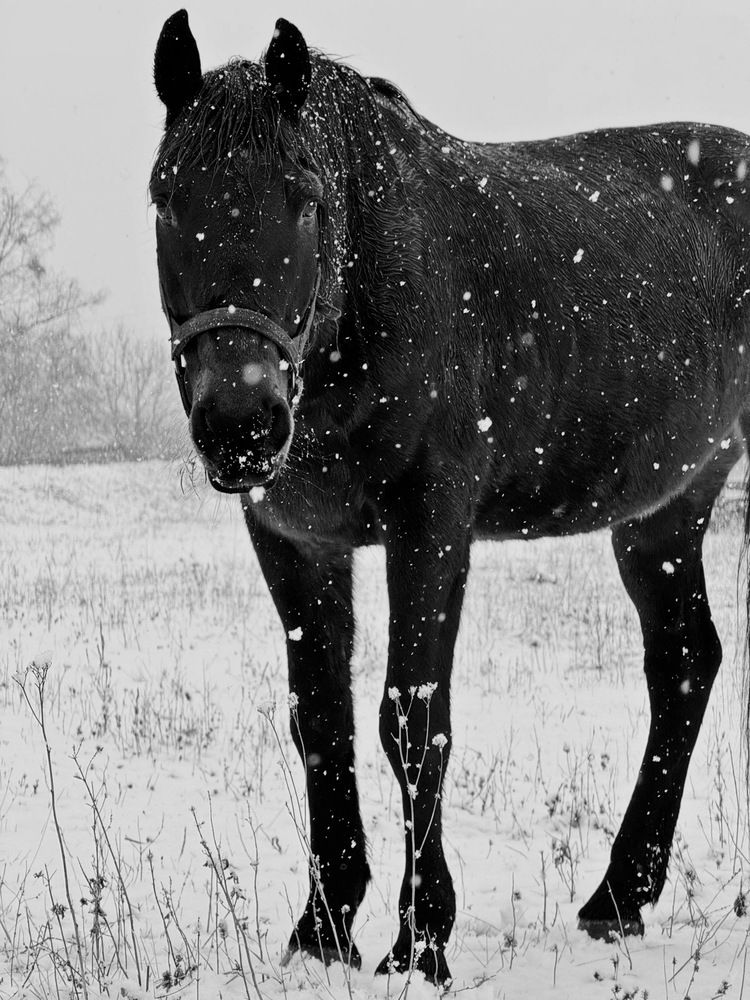 Photograph by Елена Солодовник