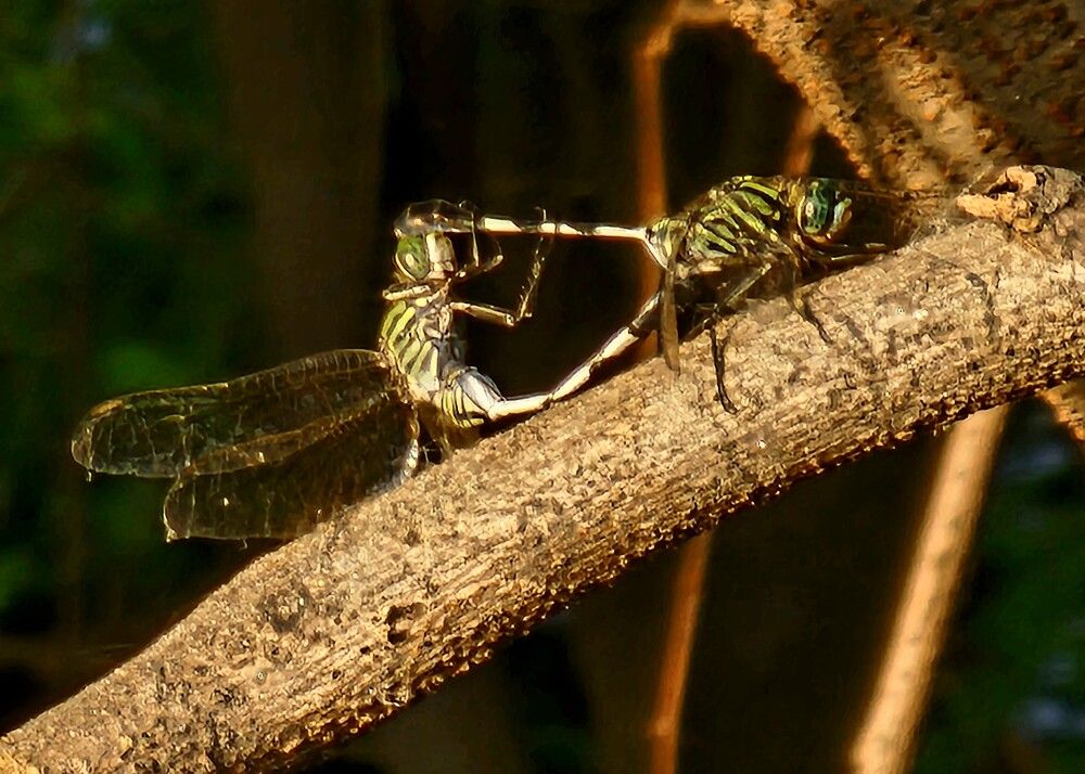 Photograph by G GOVIL