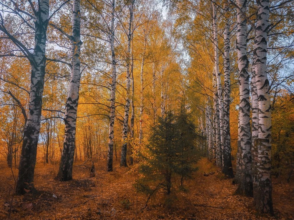 Photograph by Кирилл Сидоров