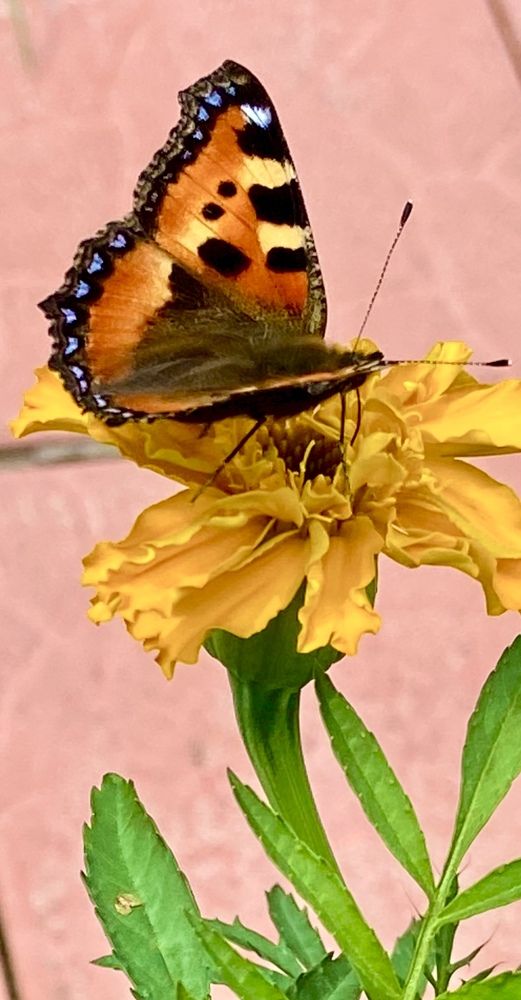 Photograph by Ирина Швейнова