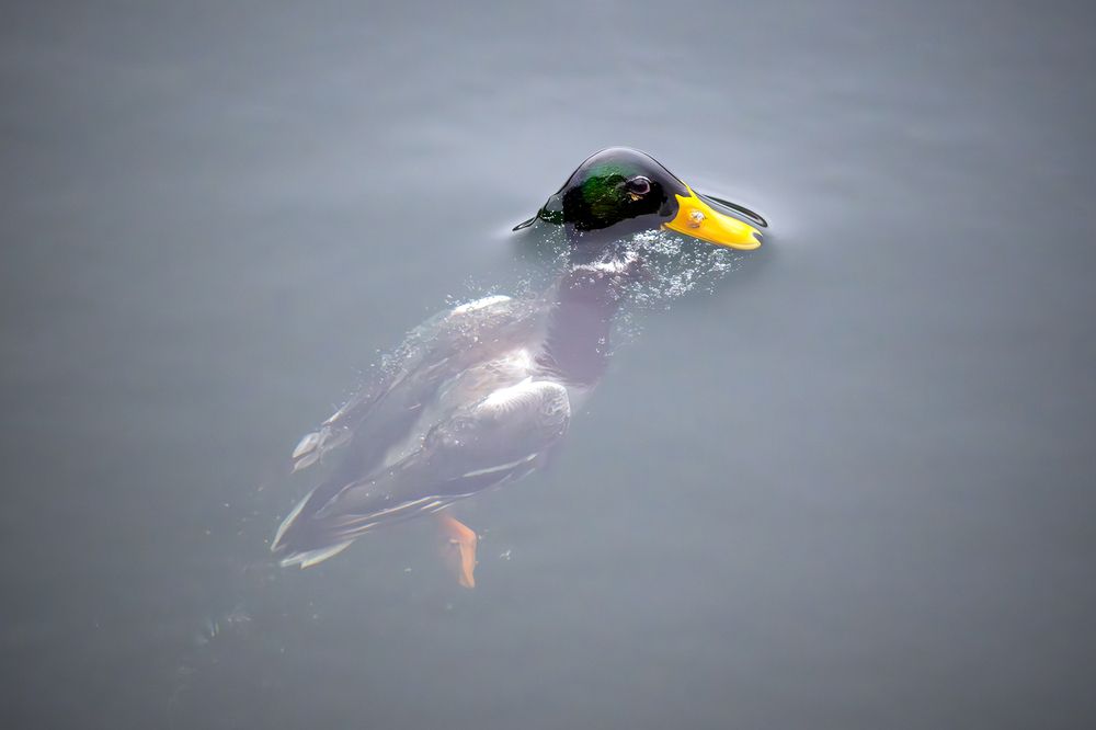 Photograph by Калинин Михаил