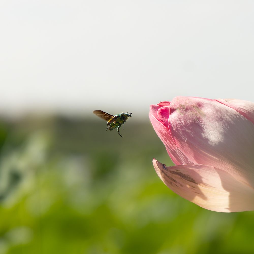 Photograph by Юлия Шурандина