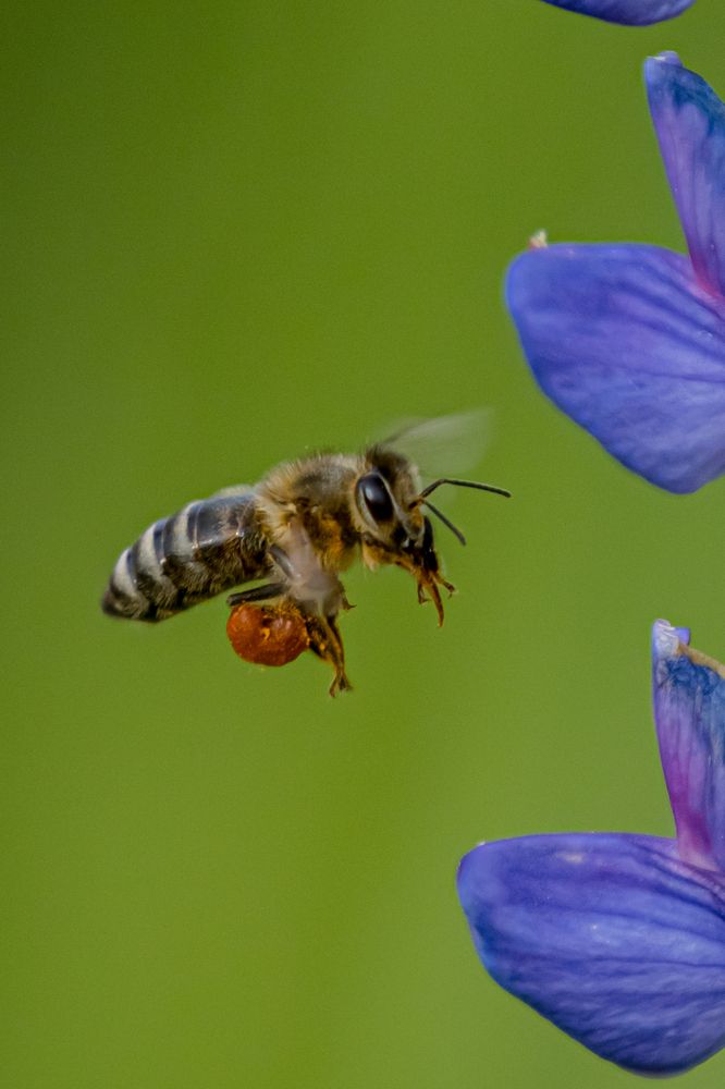 Photograph by Юлия Шурандина