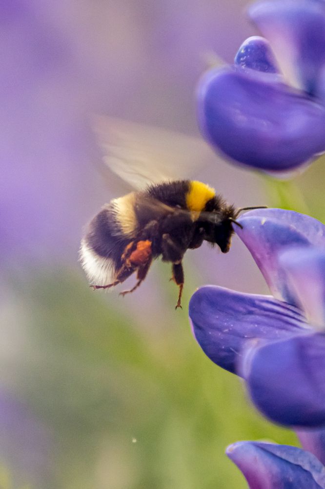 Photograph by Юлия Шурандина