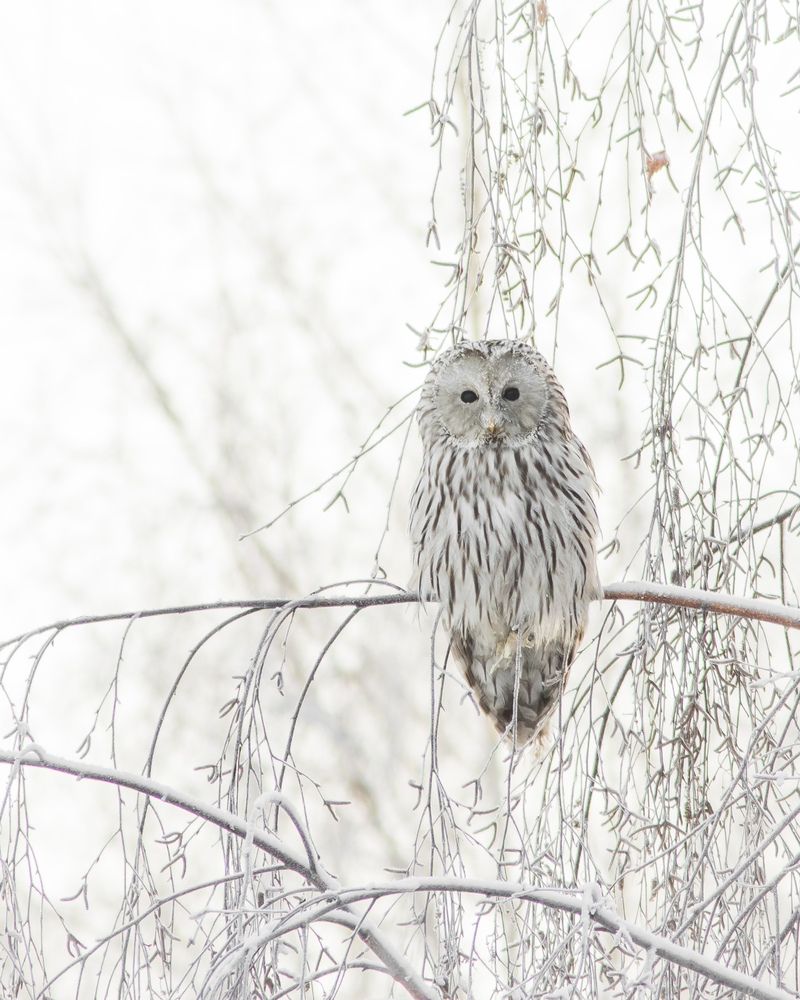 Фотография автора Суслов Дмитрий