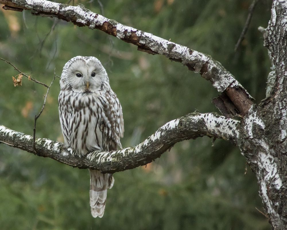 Фотография автора Суслов Дмитрий