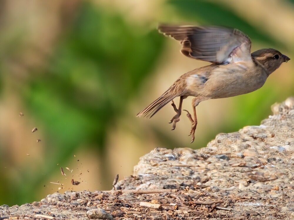 Photograph by Swagat Raj Pyakurel