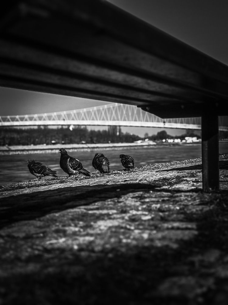 Фотография автора Берлиоз Бегемот