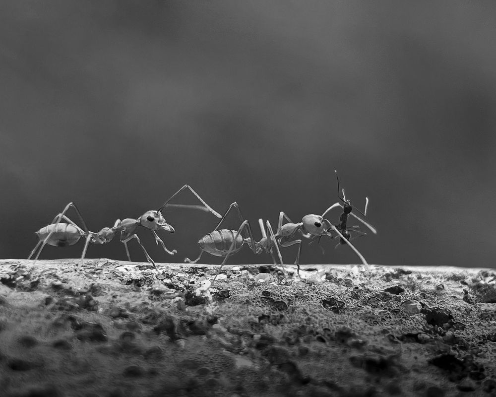 Photograph by Prabhat Ghosh