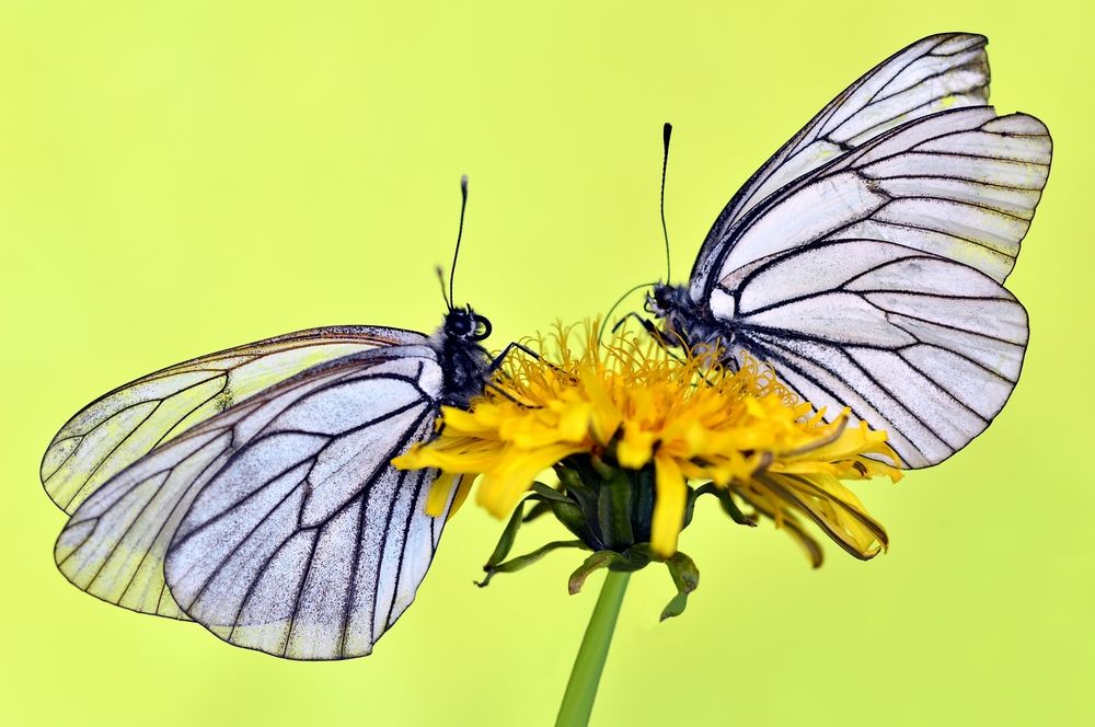 Две Боярышницы