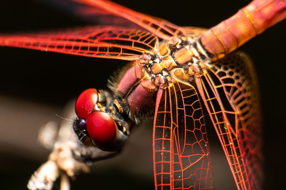 Photograph by Tharindu Gunarathna