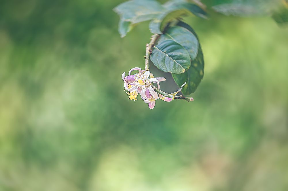 Blossom on lemon tree