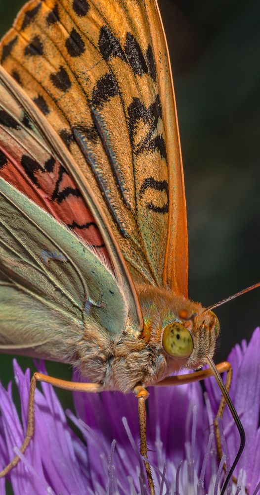 Фотография автора Константин Яковлев