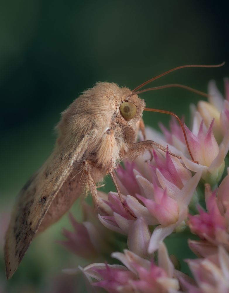 Фотография автора Константин Яковлев
