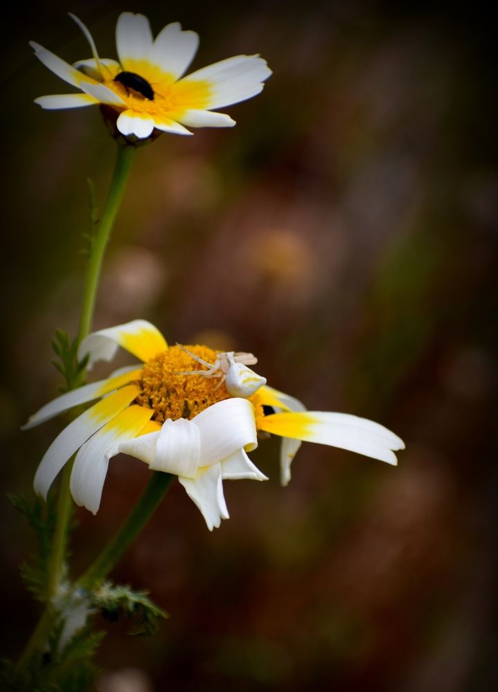 Photograph by Chrissanthi Papadopoulou