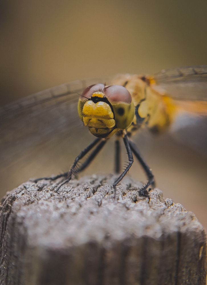 Фотография автора Юлия