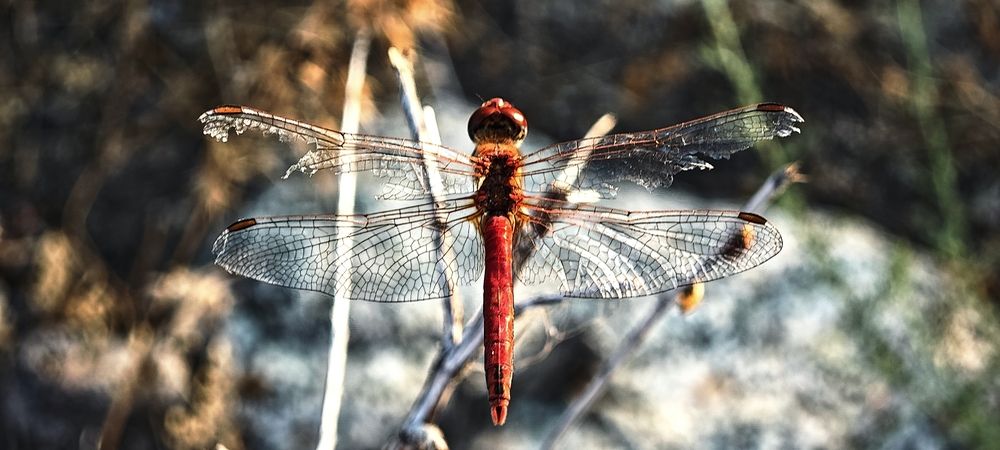 Photograph by Анна Курлова