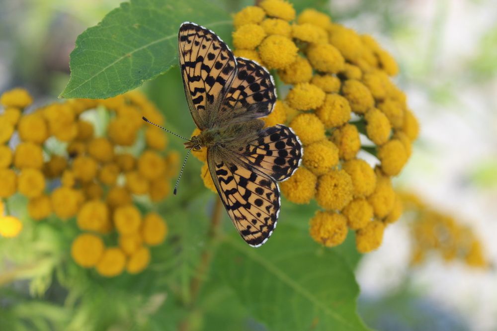 Photograph by Михаил Мархинин