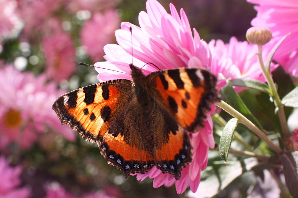 Photograph by Лилия Голд