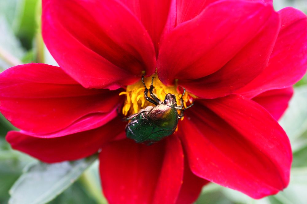 Photograph by Лилия Голд