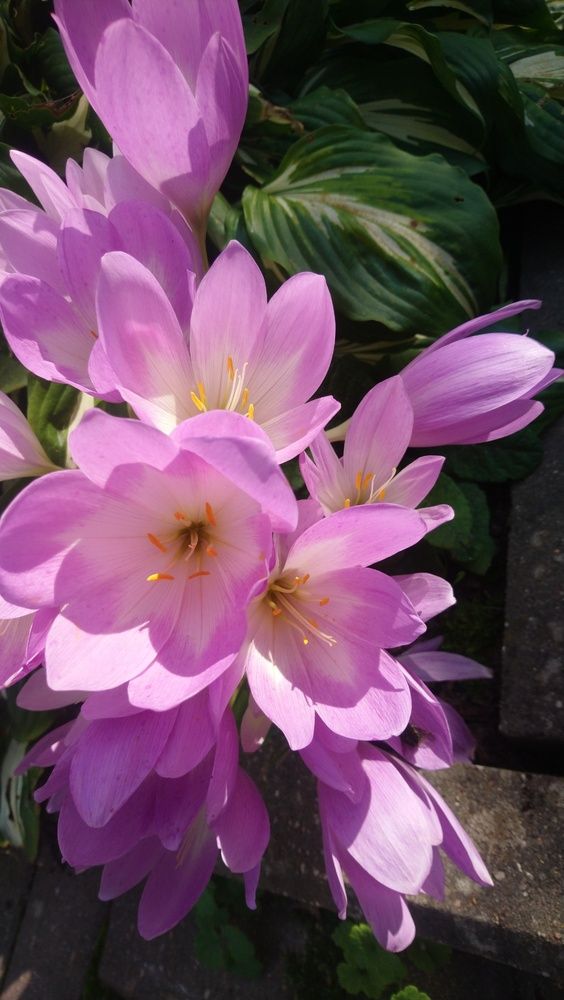 Photograph by Людмила Максименко