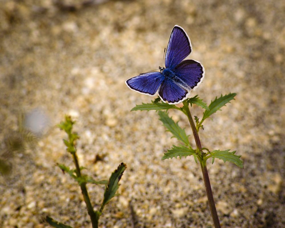 Фотография автора Татьяна Добровольская