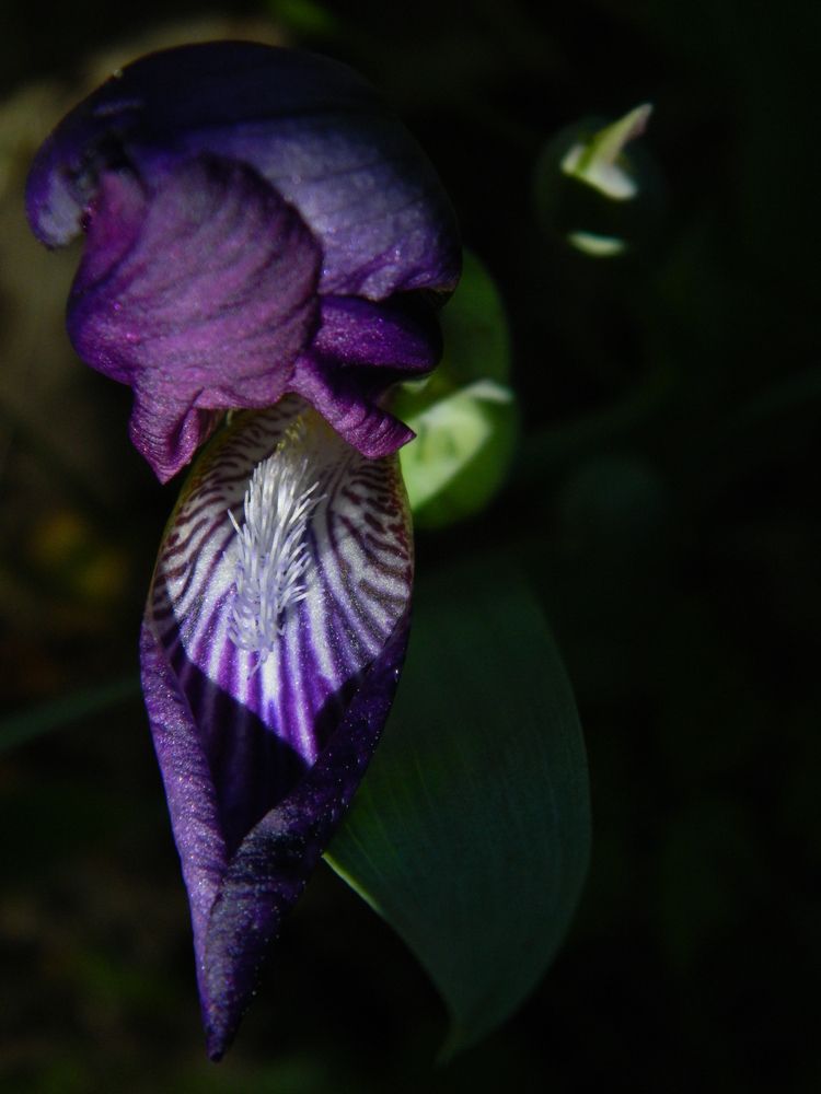 Ирис безлистный