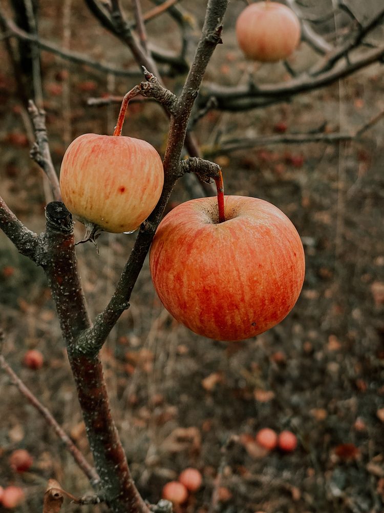 Photograph by Елена Твардовськая