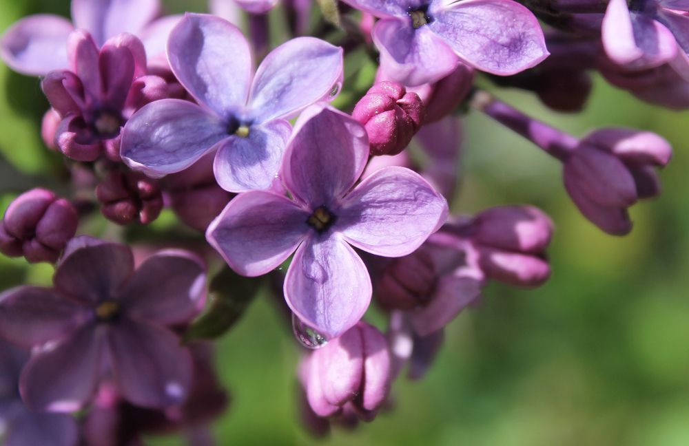 Фотография автора Лариса Ременьчик