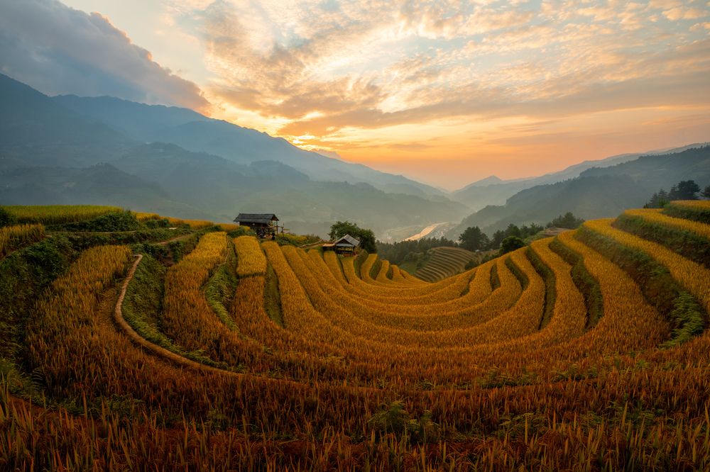 Golden rice season, golden sky and earth