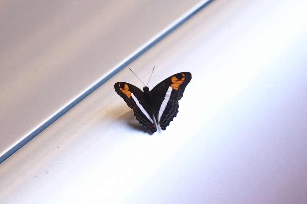 Photograph by Juliana