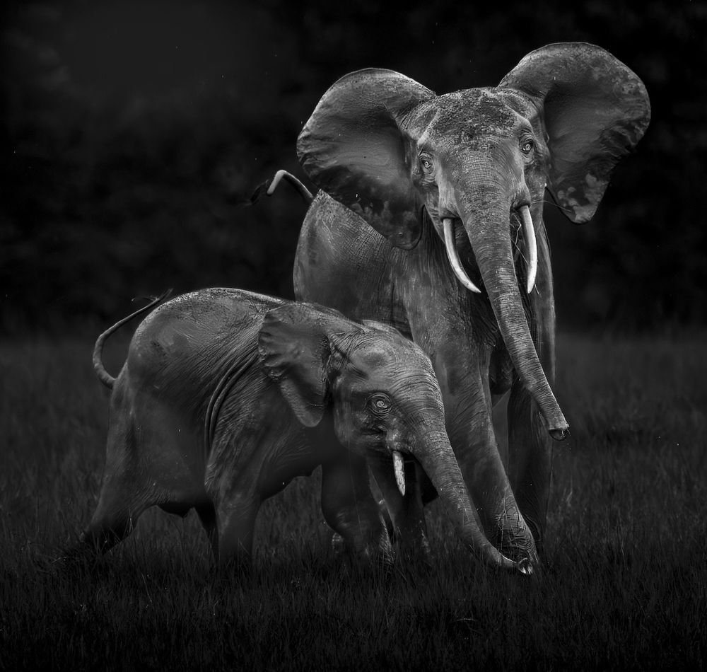 Forest Elephant Drama