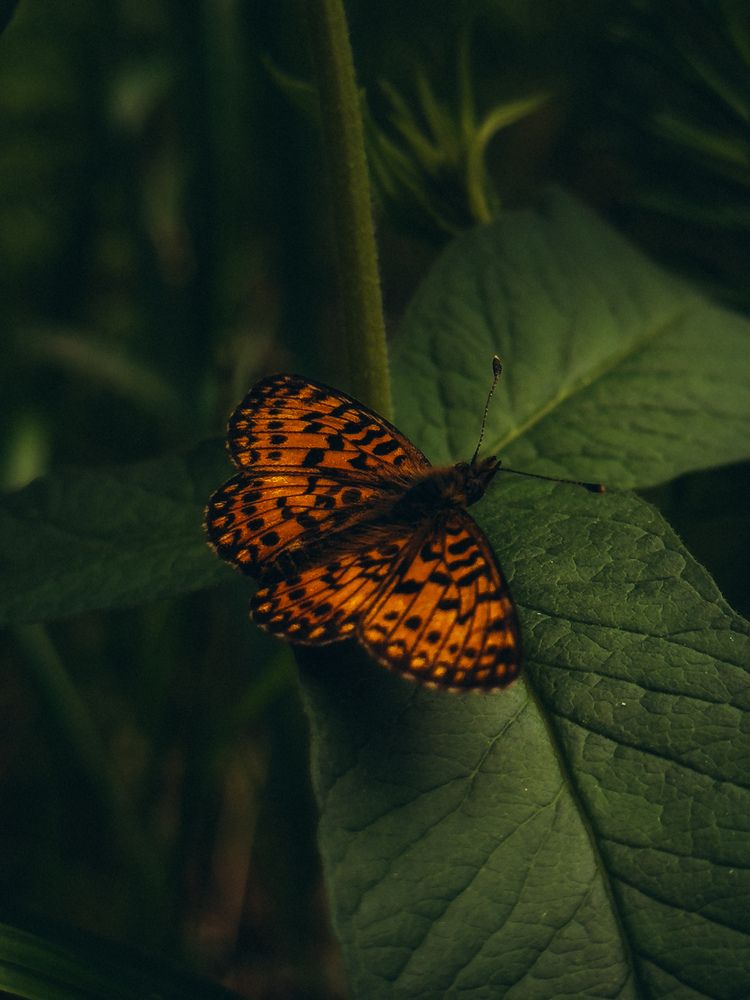 Photograph by Алиса Нежинская